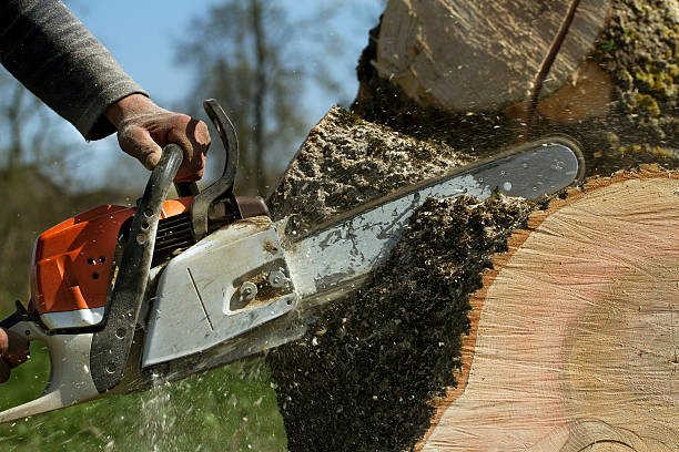 How Our Tree Care Process Works  in  Tuckerton, NJ